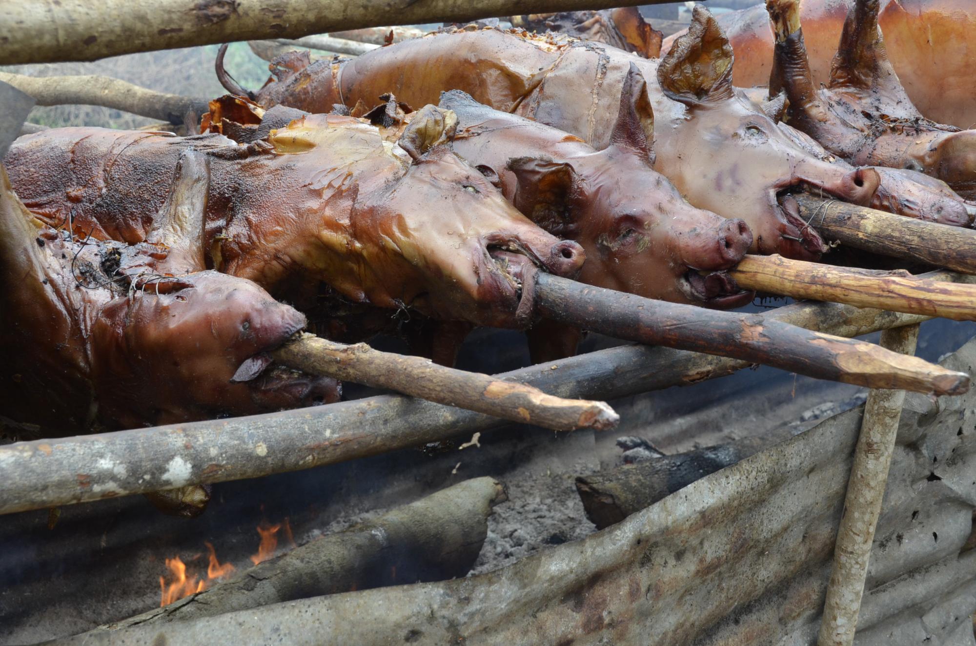 Varios cerdos atravesados por estacas durante el proceso de asado.