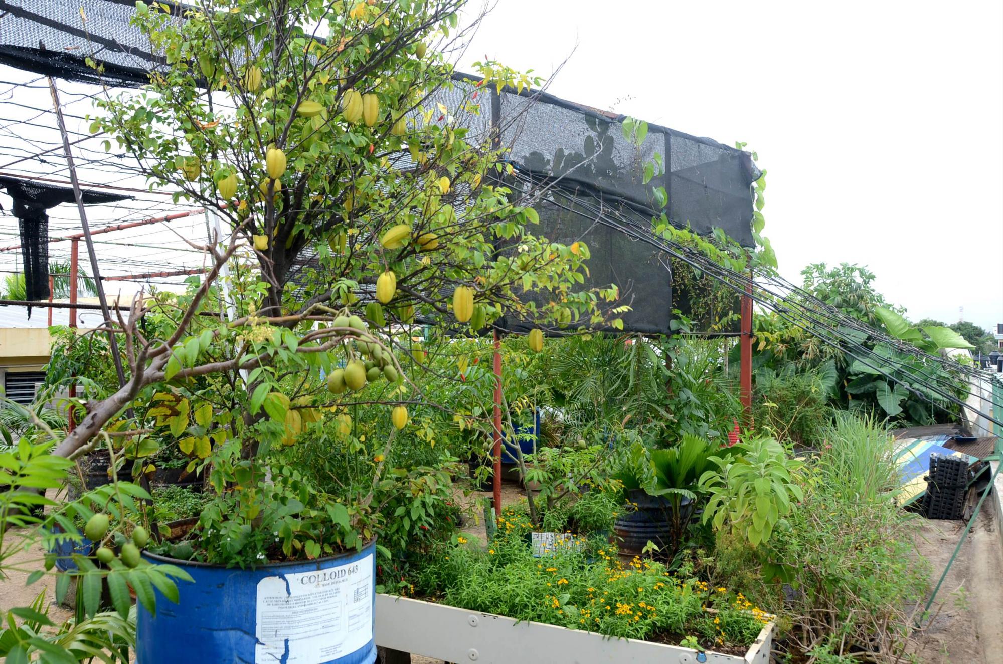 Los frutos son orgánicos.