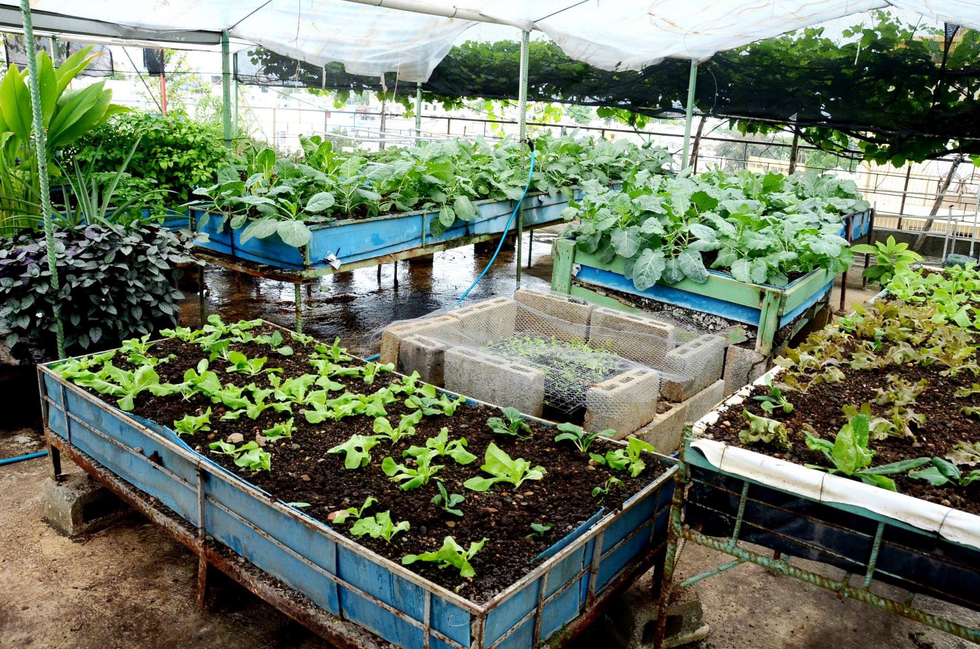 La iglesia preparó el techo como un semi-invernadero.