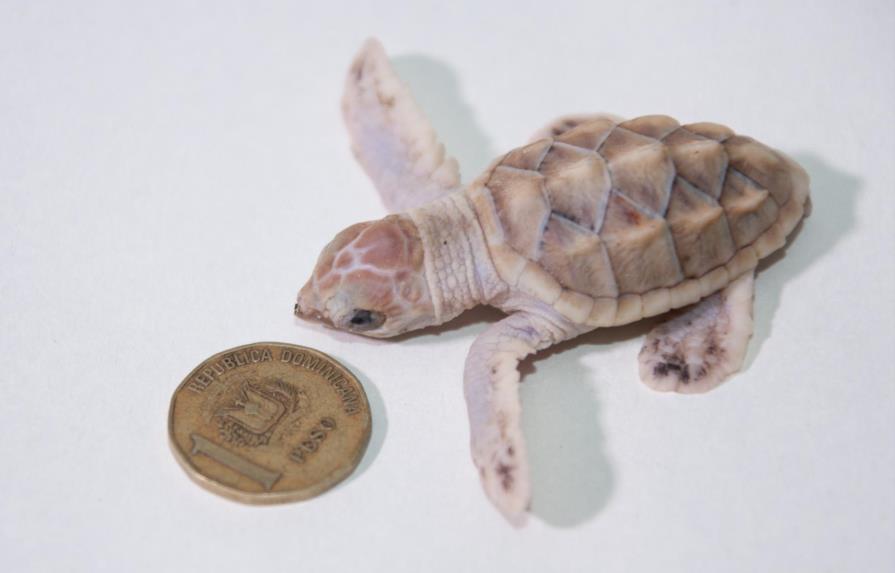 Encuentran viva “de milagro” a una cría de tortuga carey albina