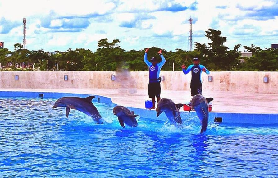 Muere delfín en Dolphin Discovery Punta Cana