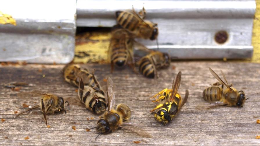 El olor de flores reduce la respuesta agresiva de las abejas ante amenazas
