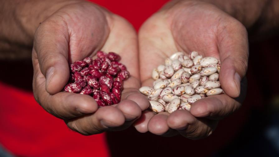 Productores habichuela denuncian irregularidades en licitación Plan Social de la Presidencia