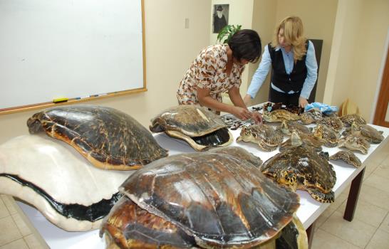 Medio Ambiente pide proteger la tortuga carey