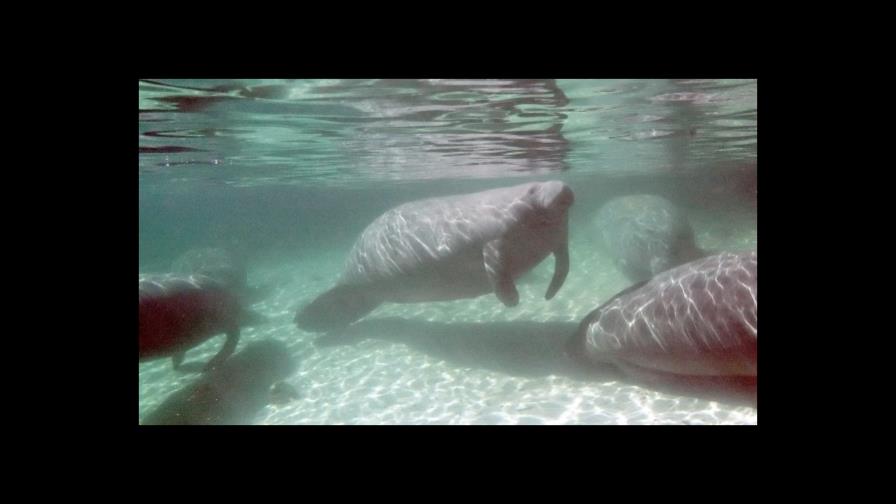 Proponen sacar al manatí de la lista de especies en peligro de extinción