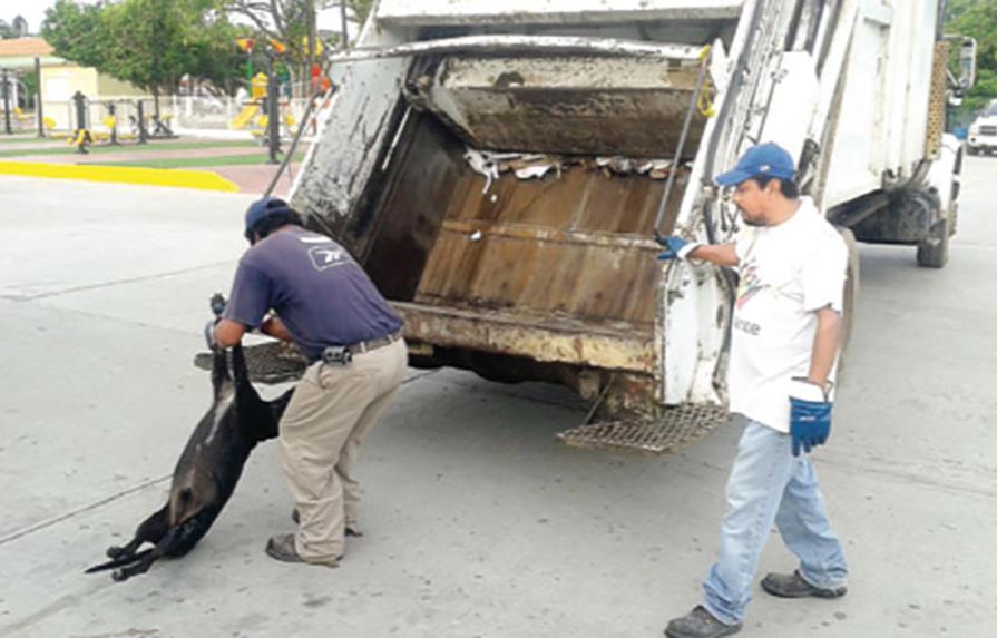 Denuncian que envenenan perros en Puerto Plata