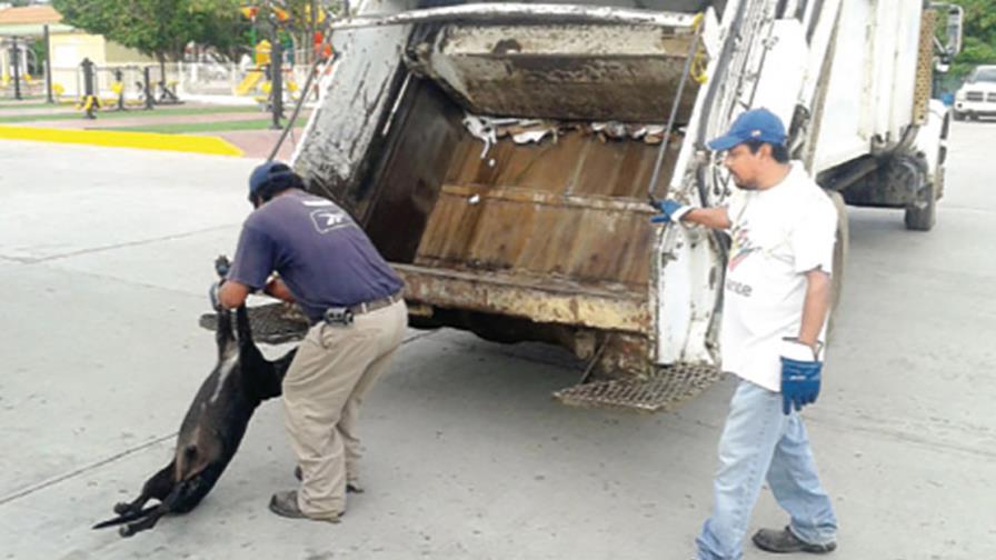 Denuncian que envenenan perros en Puerto Plata