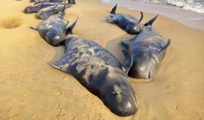 Mueren 50 ballenas piloto que quedaron varadas en Islas Vírgenes Británicas
