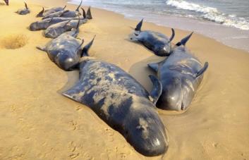 Mueren 50 ballenas piloto que quedaron varadas en Islas Vírgenes Británicas