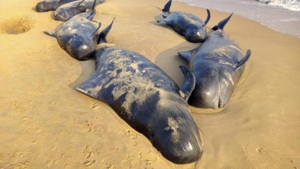 Mueren 50 ballenas piloto que quedaron varadas en Islas Vírgenes Británicas