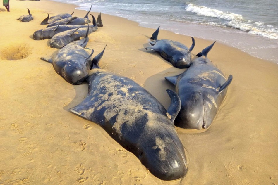 Mueren 50 ballenas piloto que quedaron varadas en Islas Vírgenes Británicas