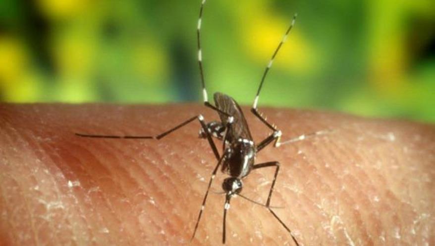 La OPS confirma primer caso del virus Zika en Haití