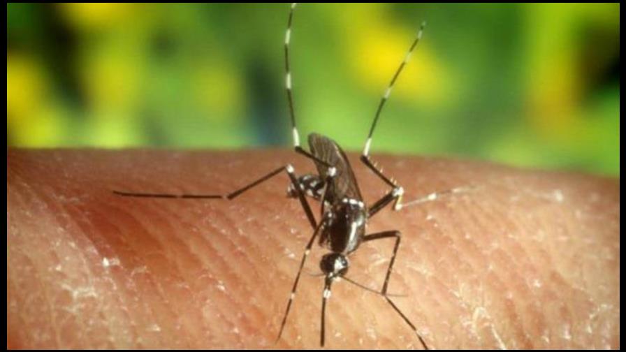 La OPS confirma primer caso del virus Zika en Haití La OPS confirma primer caso del virus Zika en Haití