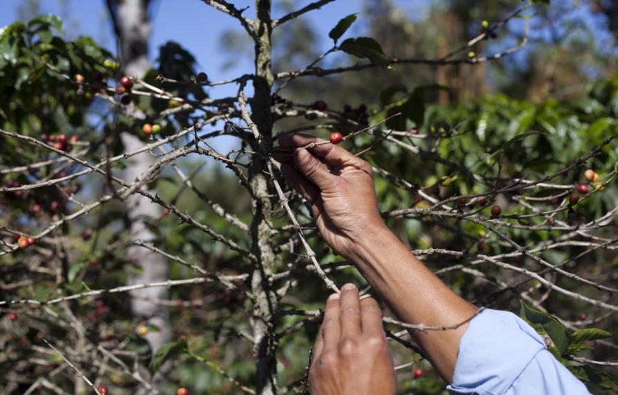 Roya afecta hasta en un 70% a plantaciones del café en República Dominicana