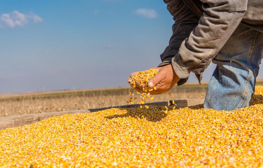 En México se debate la eliminación de la prohibición del maíz transgénico