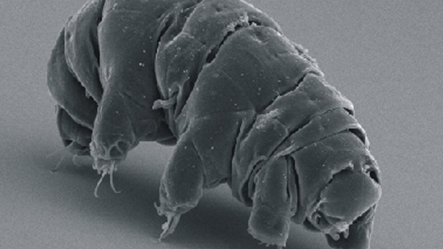 Equipo nipón resucita con éxito un oso de agua que estuvo congelado 30 años