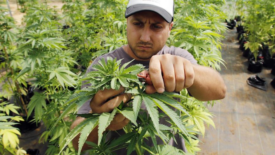 La mayor plantación legal de cannabis de América Latina crece en Chile