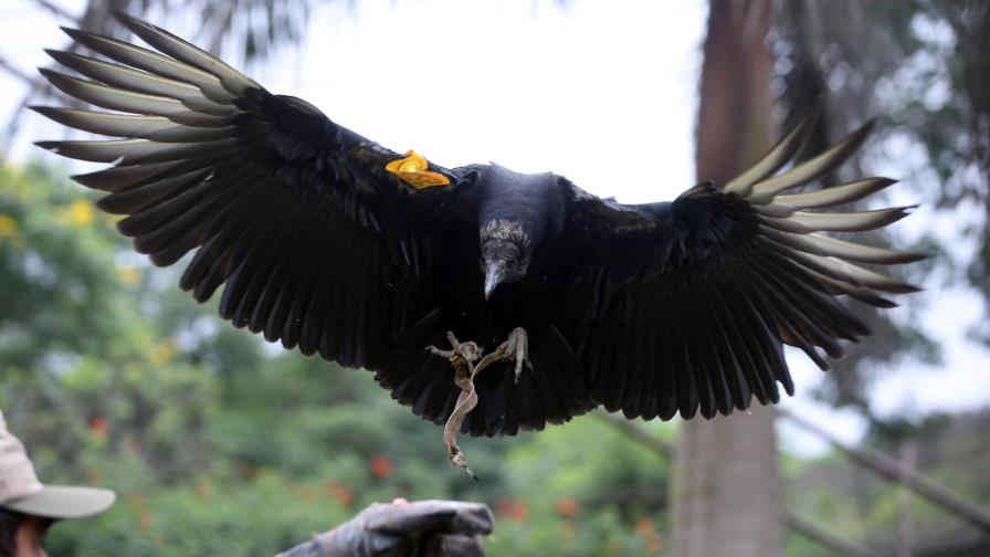Los buitres revelan la acumulación de basura de Lima