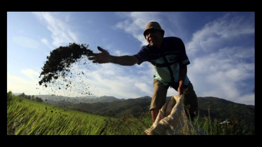 FAO alaba cultivo de cereales combinado con pastos y árboles en Latinoamérica FAO alaba cultivo de cereales combinado con pastos y árboles en Latinoamérica