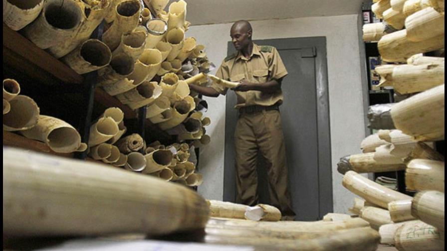 El tráfico de marfil diezma población de elefantes en Mozambique y Tanzania