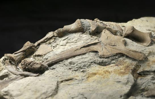 Nombran como Dracoraptor hanigani al dinosaurio hallado en Gales en 2014