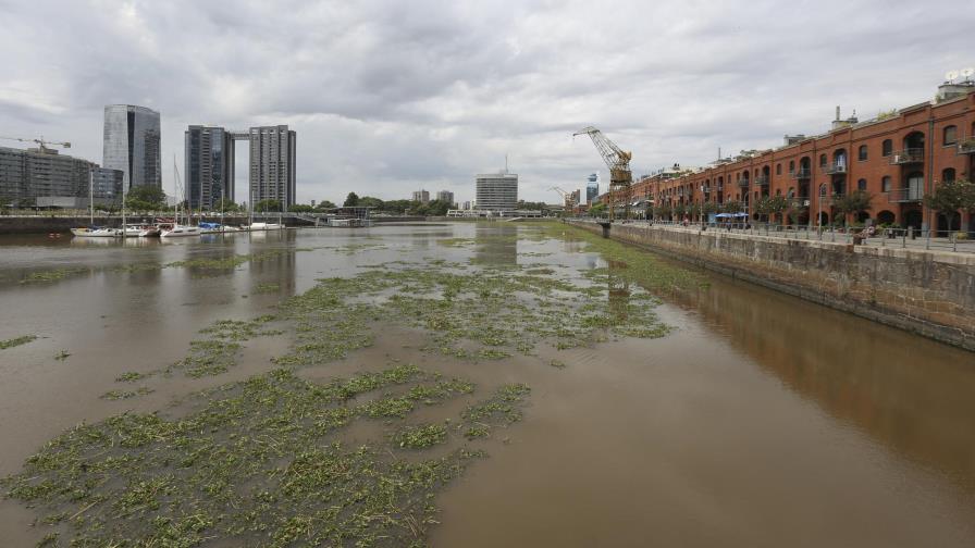 Alfombra de plantas acuáticas vuelve verde el Río de la Plata en Buenos Aires
