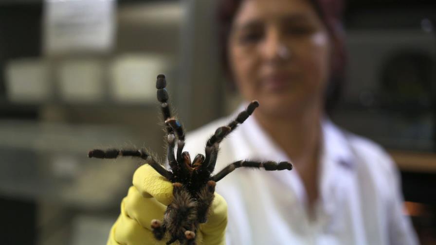 Fallido envío de tarántulas de Uruguay a República Dominicana destapa tráfico ilegal