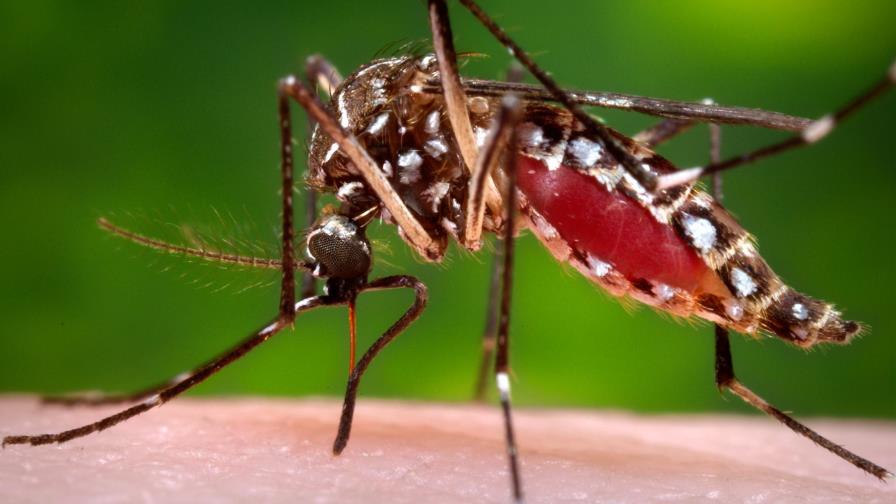 Lo que tiene que saber del virus zika 