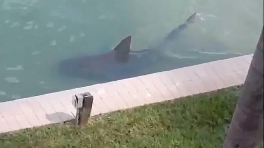 Recompensa a quien diga quién puso tiburón en una piscina