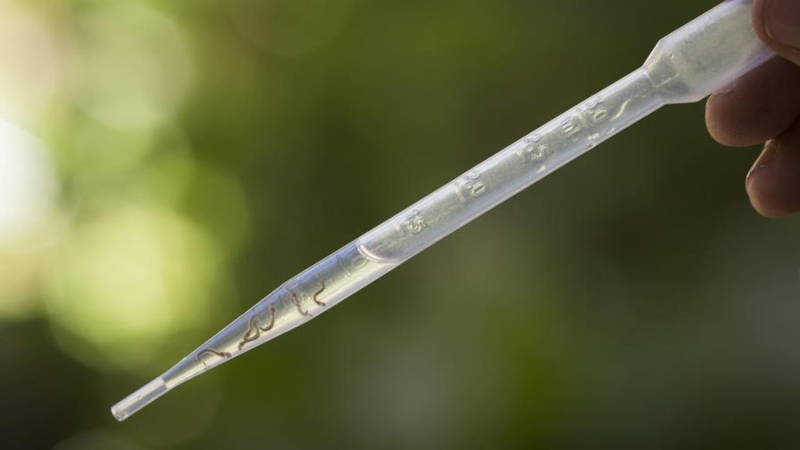 OMS convoca a reunión de emergencia por el virus zika 