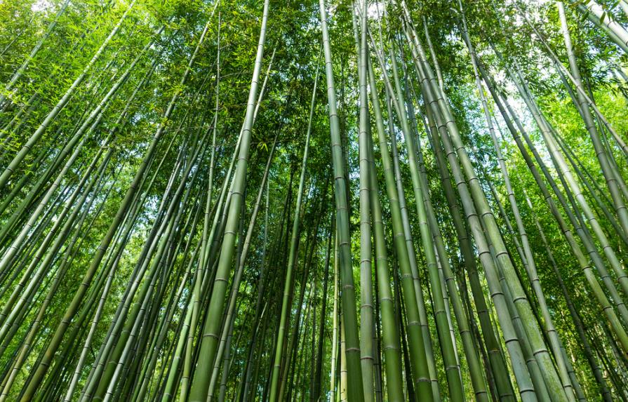 Un aula de bambú en Punta Cana resistente a fenómenos naturales