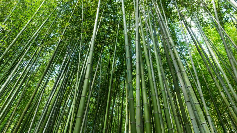 Un aula de bambú en Punta Cana resistente a fenómenos naturales