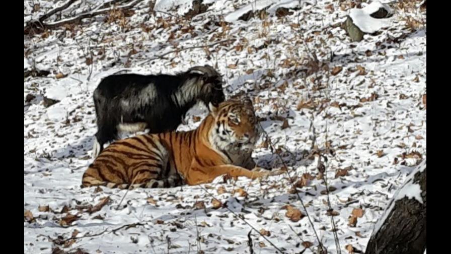 Se acabó el “amor” entre un tigre y un cabra