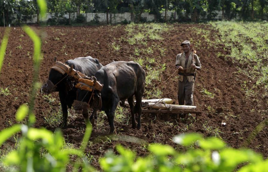 Fenómeno de El Niño afecta a la agricultura en Cuba con pérdidas millonarias