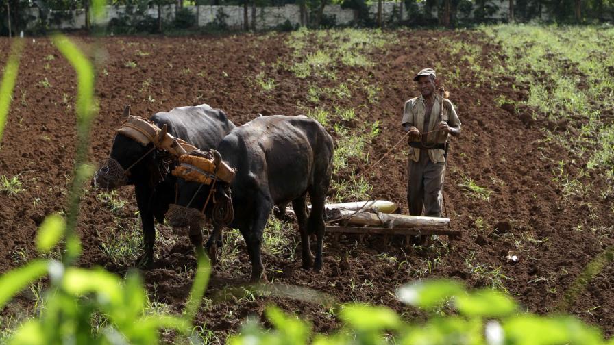 Fenómeno de El Niño afecta a la agricultura en Cuba con pérdidas millonarias