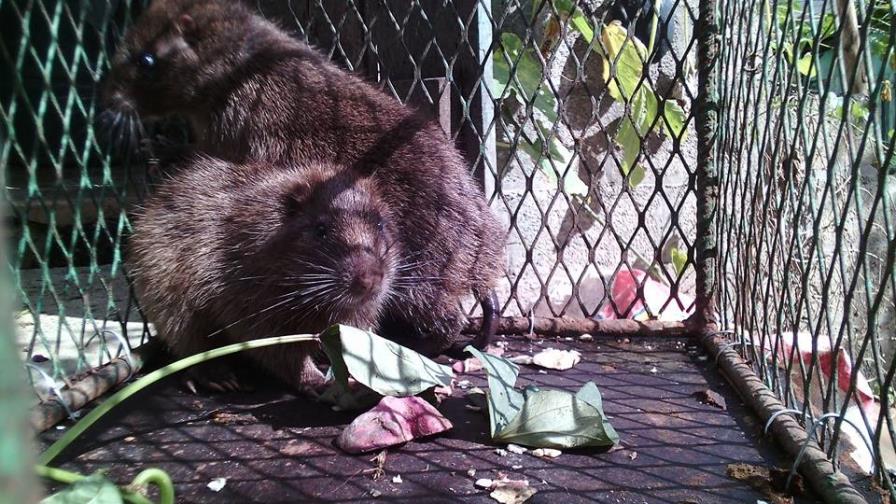 Capturan tres jutías en El Seibo