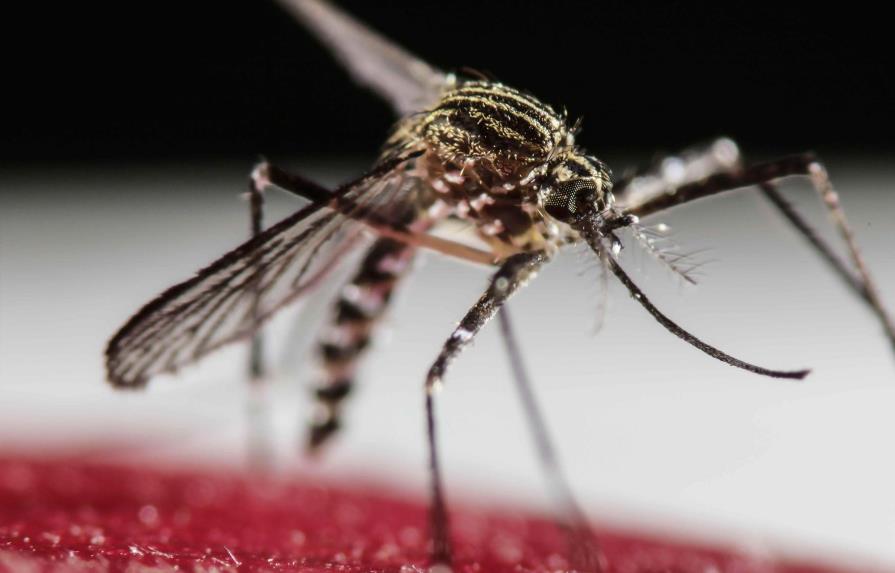 OMS debe actuar con rapidez en las Américas para detener el virus Zika