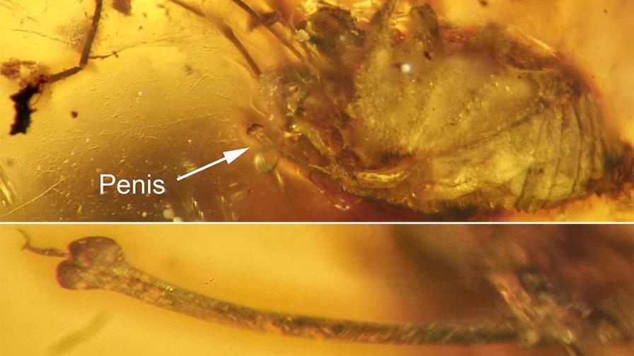 El pene erecto de un arácnido se conserva en ámbar desde hace 99 millones de años 