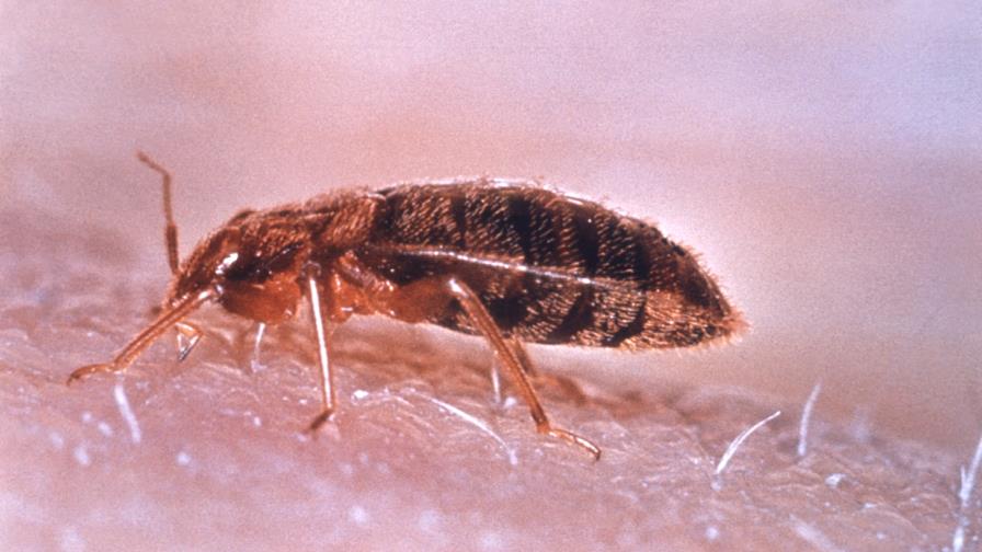 Secuencian el genoma del chinche para explicar su resistencia a insecticidas