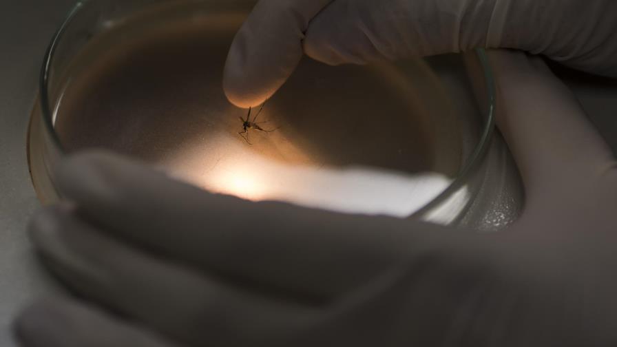 Brasil y EE.UU. inician proyecto de desarrollo de vacuna contra el zika Brasil y EE.UU. inician proyecto de desarrollo de vacuna contra el zika