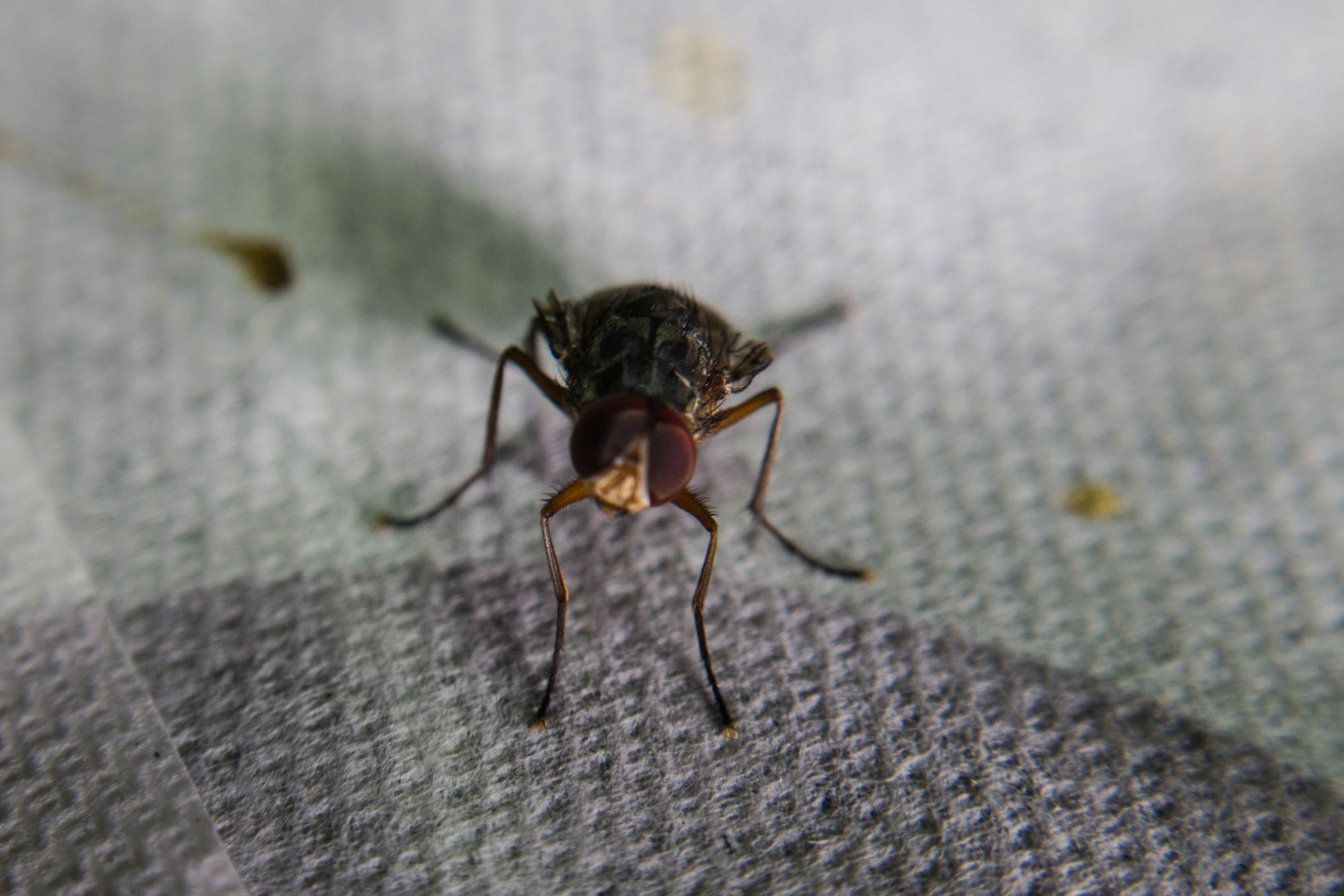 Mosca Philornis en el laboratorio de Fundación Ecológica Puntacana.