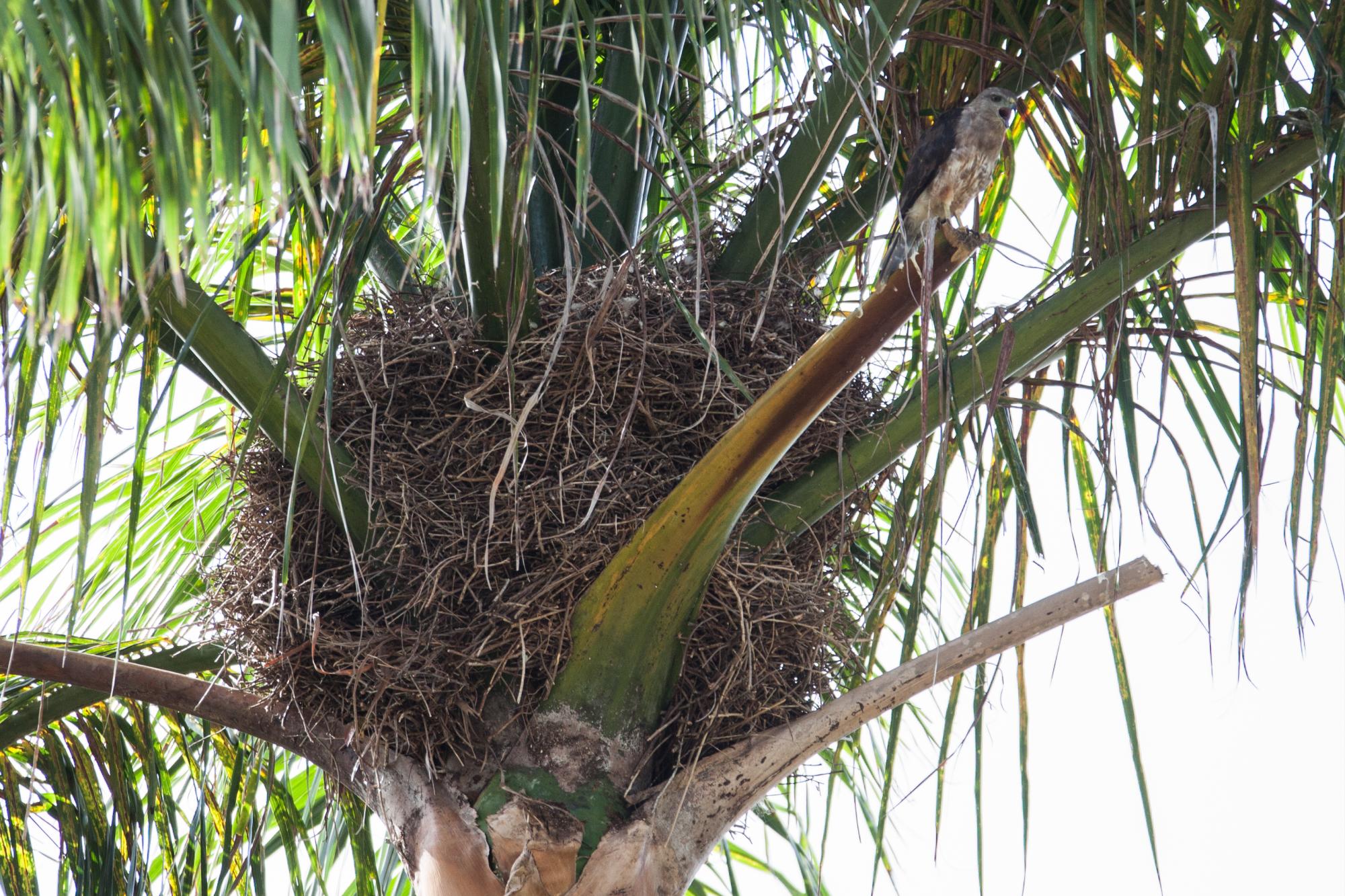 Una hembra de gavilán se posa cerca del nido en Punta Cana, donde se encuentra el único pichón de la temporada 2015.