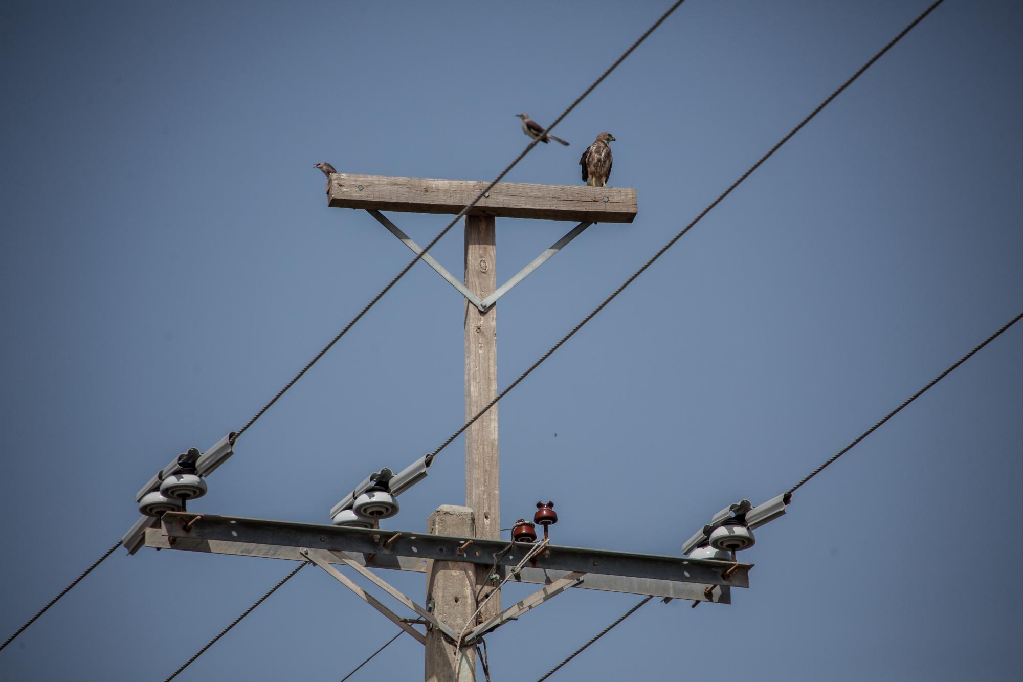 Un gavilán se posa si peligro a electrocutarse.