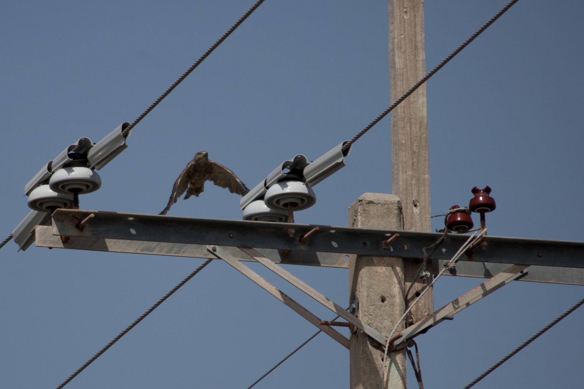 Un gavilán vuela cerca de los protectores del  tendido eléctrico colocados en Punta Cana.