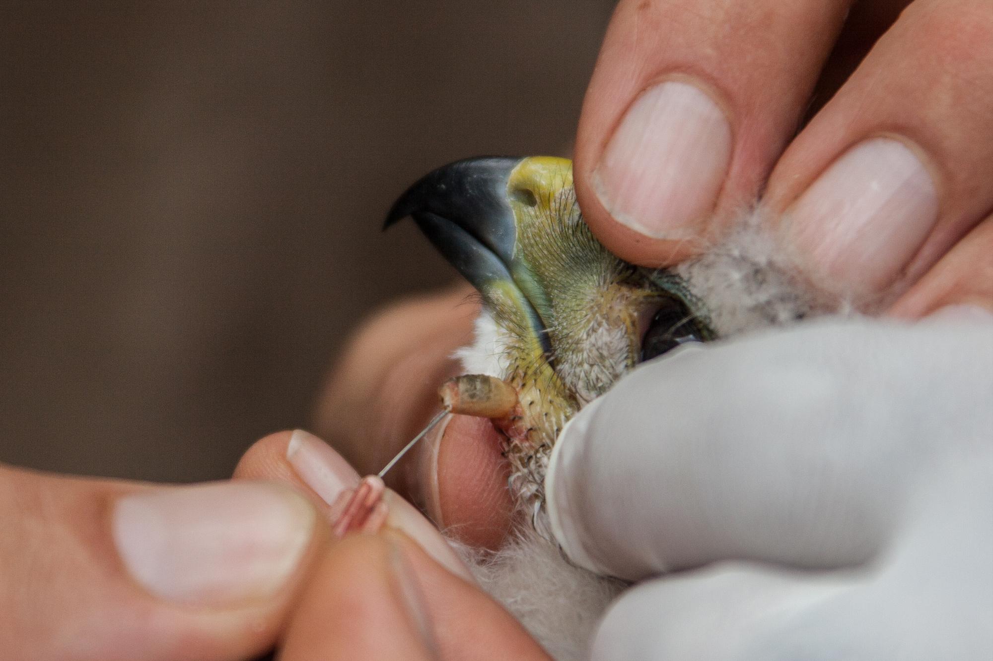 Pichón de gavilán de La Hispaniola mientras se le retira una larva de Philornis, en el Parque Nacional Los Haitises.