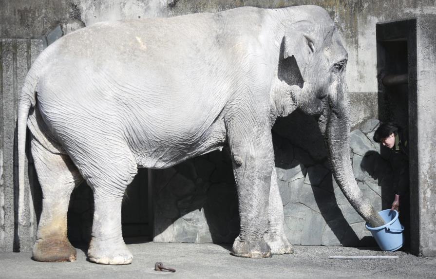 Buscan el mejor hogar para la elefanta más vieja de Japón 