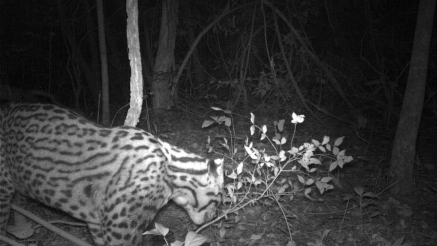 Científicos hallan un felino que se consideraba extinto
