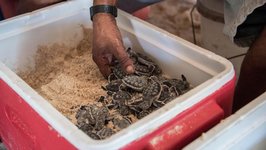 Mano Juan y la ardiente pasión de un pescador por las tortugas Mano Juan y la ardiente pasión de un pescador por las tortugas