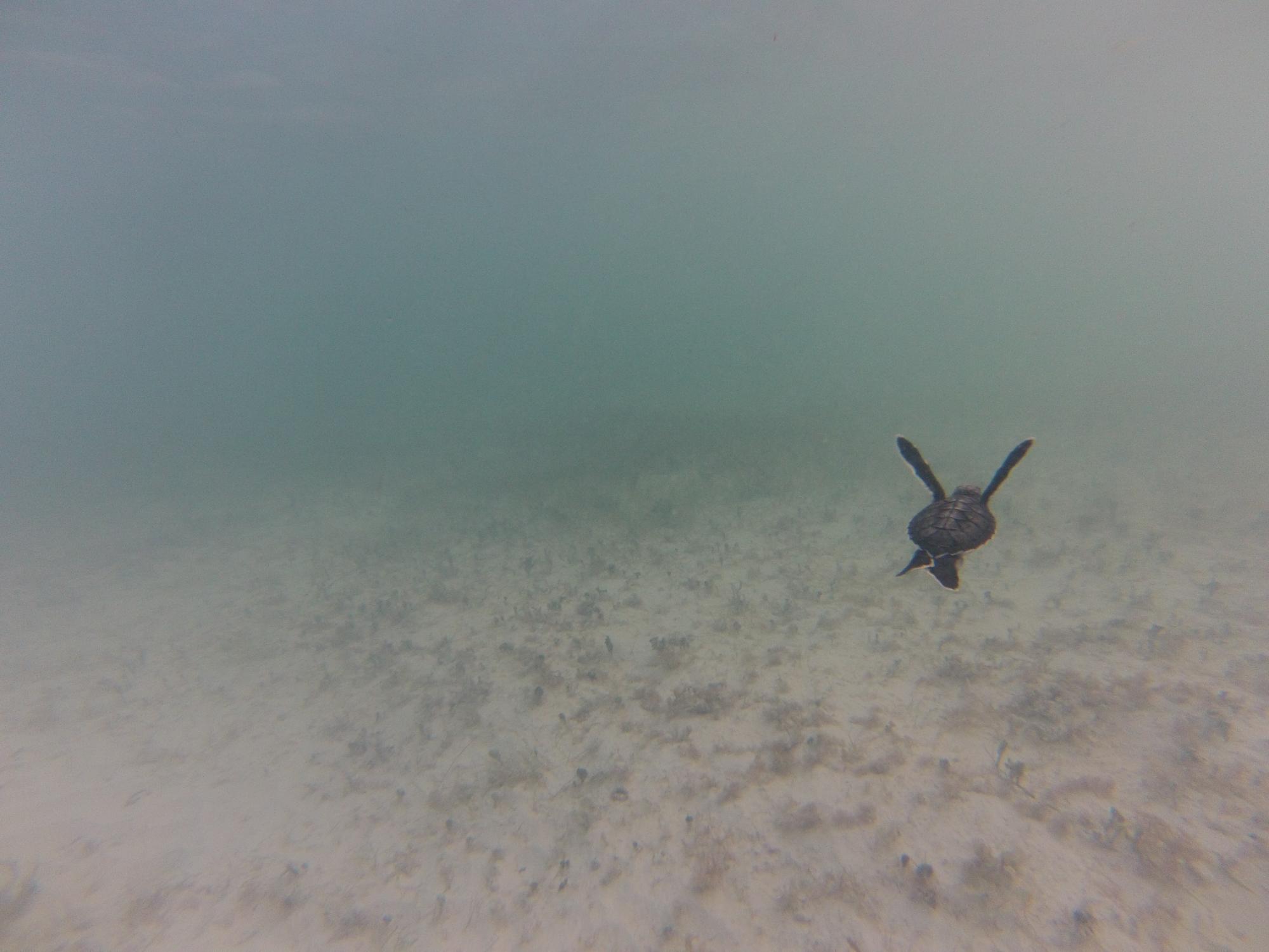 Una tortuga verde nada mar adentro luego de ser liberada en Mano Juan.