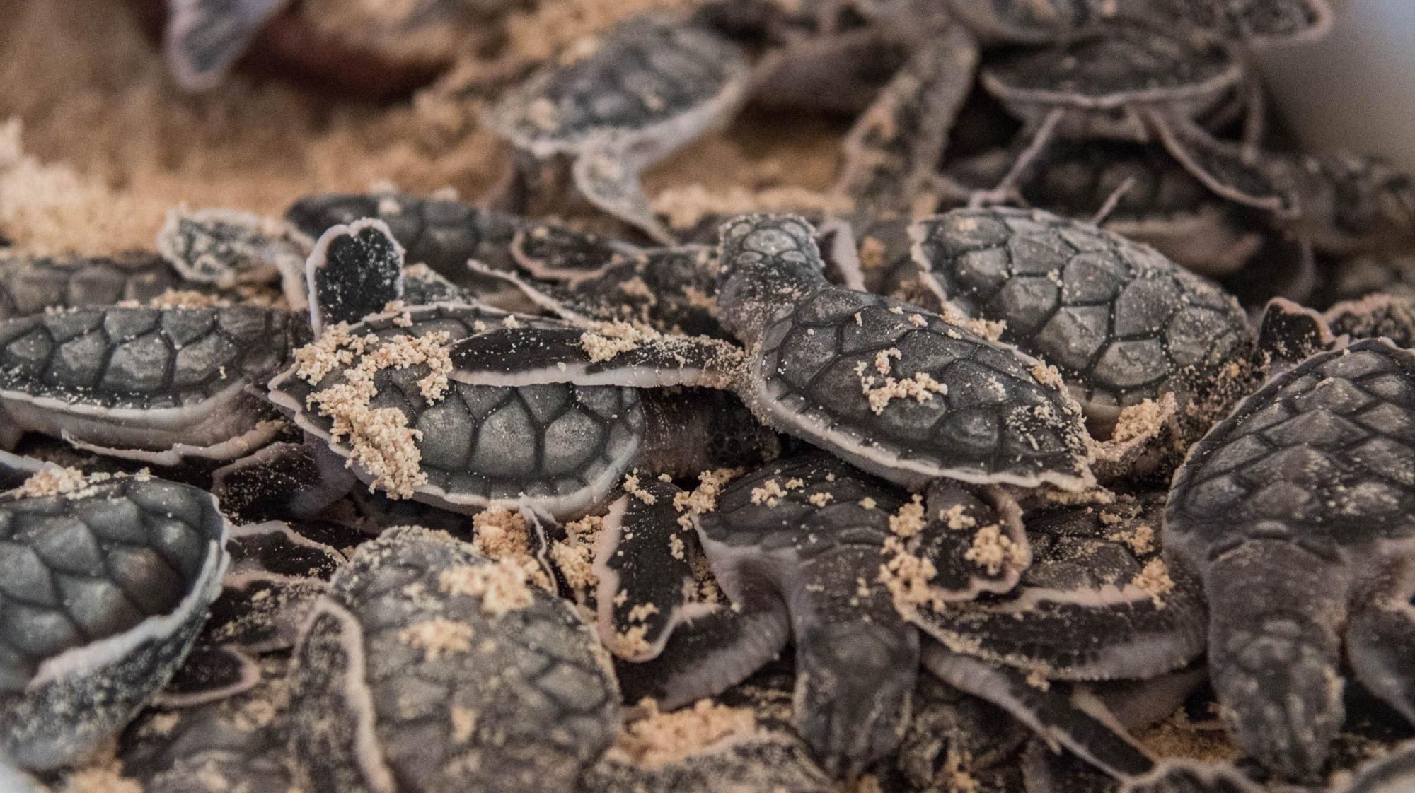 Tortugas verdes (Chelonia mydas) listas para ser liberadas en Mano Juan.